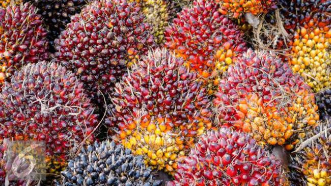 Petani Kopsa-M Pilih Urus Kebun Dulu Demi Bertahan Hidup