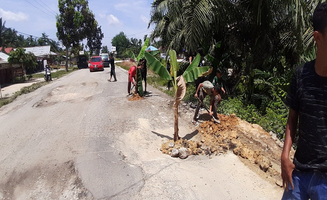 Karang Taruna Sidomulyo Bertanam Pisang di Jalan Lintas Siak-Bungaraya