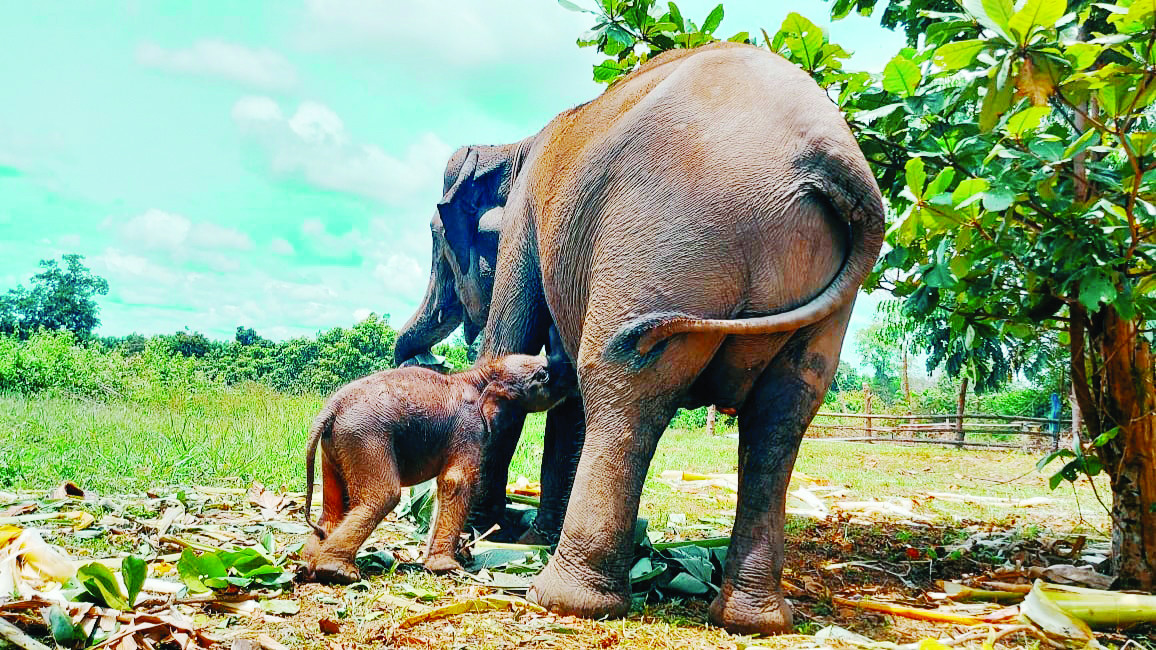 Bukti PT RAPP Ikut Jaga Keberlangsungan Gajah di Riau