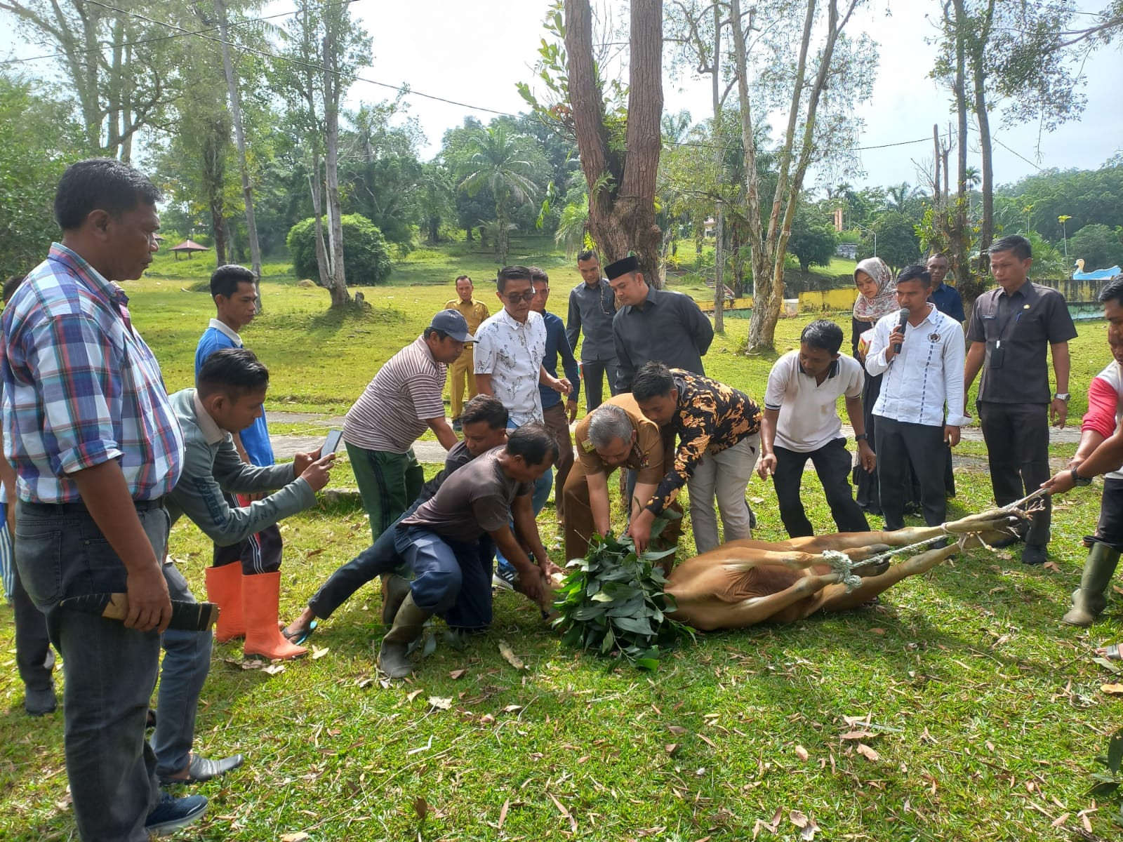 Pj Bupati Kampar Bersama Ketua DPRD Sembelih Hewan Qurban JMSI Kampar