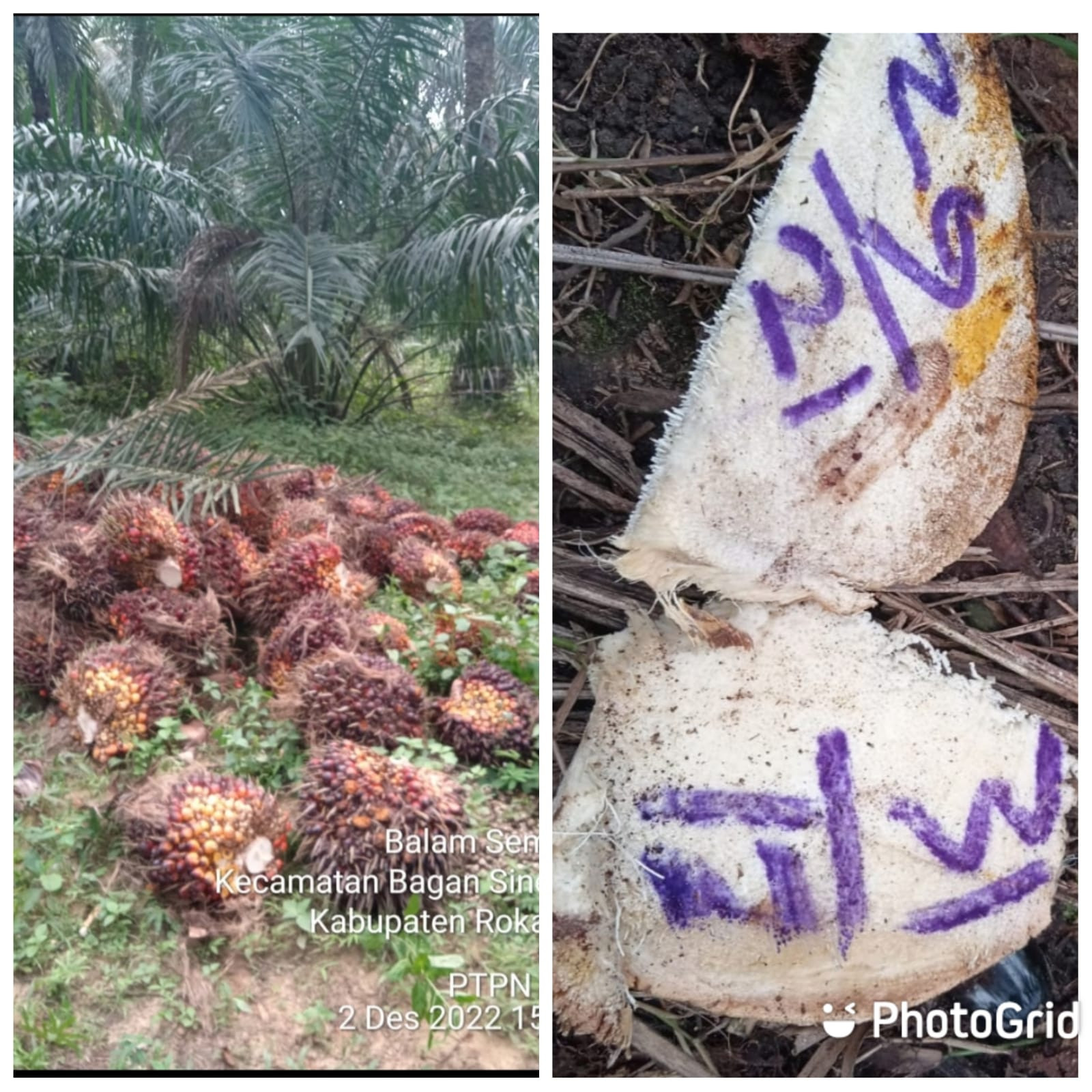 Satpam Ini Tak Patut Dicontoh,Ia Pagar Makan Tanaman,Curi TBS Di PTPN. V 
