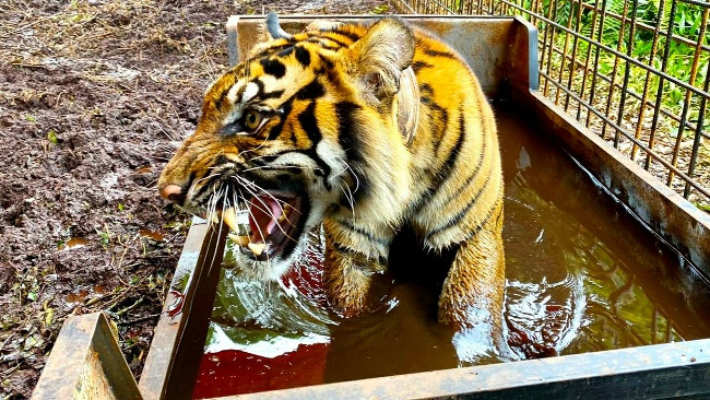 Harimau di Desa Teluk Lanung Tertangkap