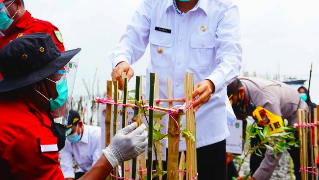 220 Ribu Hektare Hutan Mangrove Riau Perlu Diselamatkan