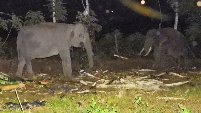 BBKSDA Riau Beberkan Alasan Nekat Gajah Masuk Tol Pekanbaru-Dumai