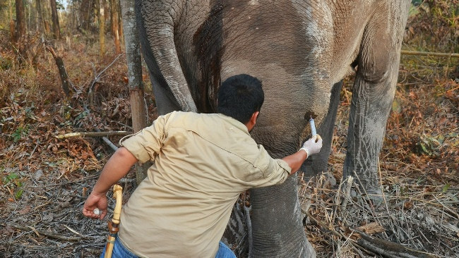 BBKSDA Riau Obati Gajah Sakit dari Giam Siak Kecil