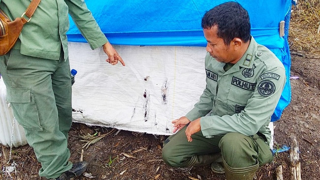 Harimau Seret Remaja di Inhil Dari Pondok Hingga Tewas