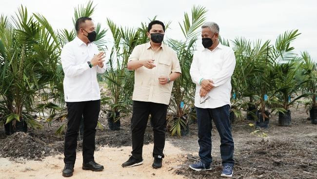 Erick Thohir Saksikan Peremajaan Sawit Rakyat di Sari Galuh