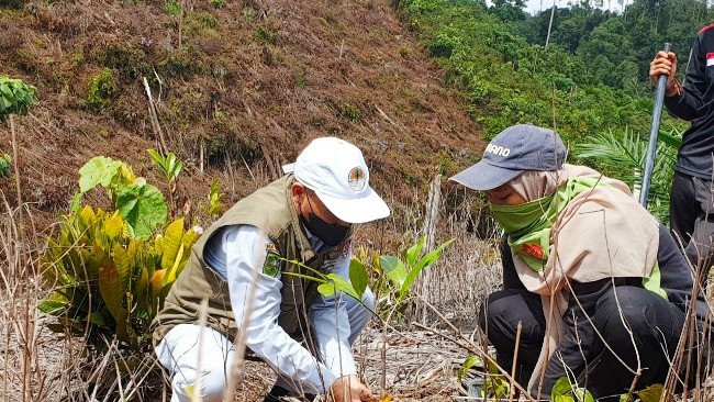 Ribuan Bibit Pohon Ditanam Kembali di Bukit Suligi Rokan Hulu
