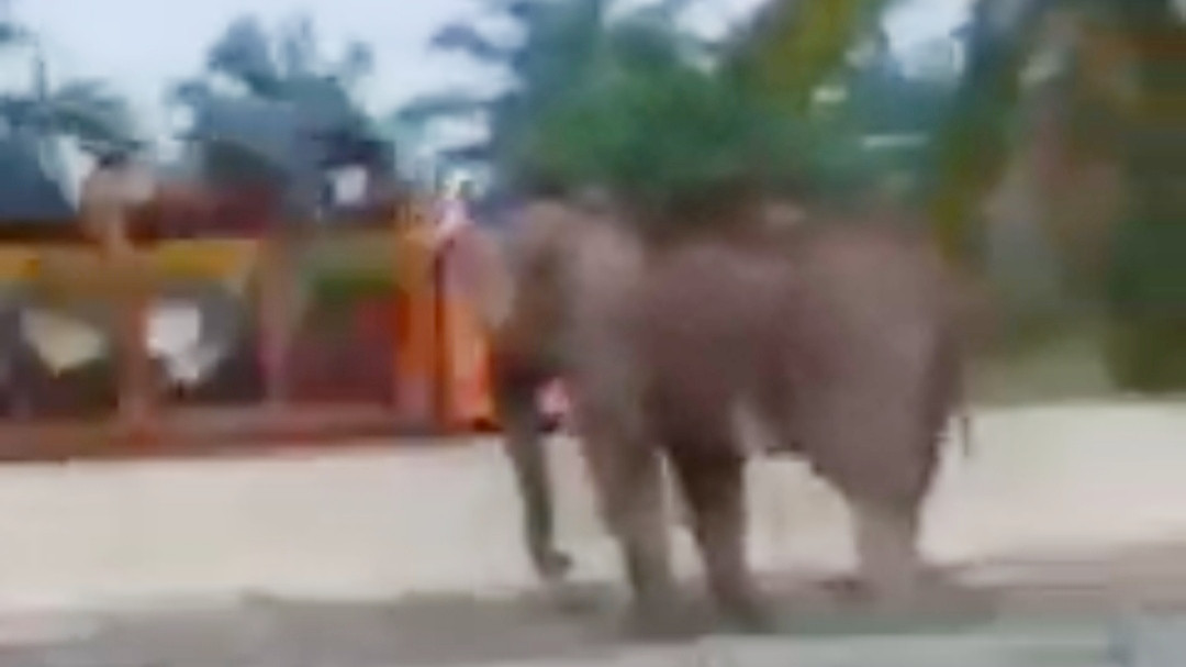 BBKSDA Riau Buat Kubangan Garam Cegah Gajah Masuk Tol