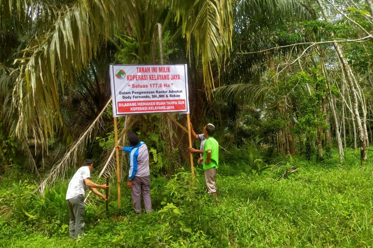 Tiga Koperasi di Rakit Kulim Pasang Plang Merek, Dilarang Lakukan Panen 