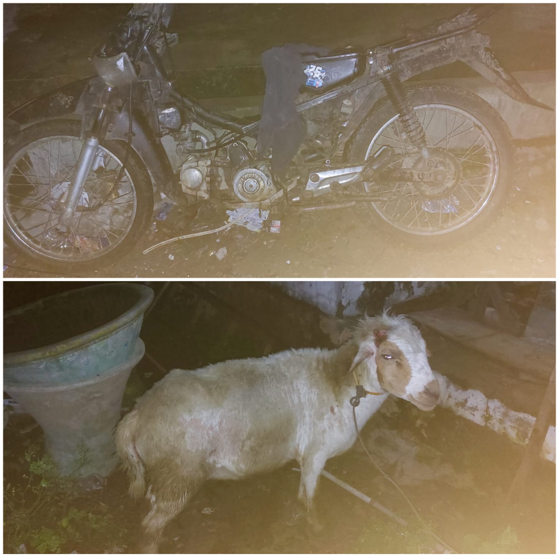Gara-Gara Curi Kambing,Warga Ini Huni Sel Polisi,Ini Ceritanya