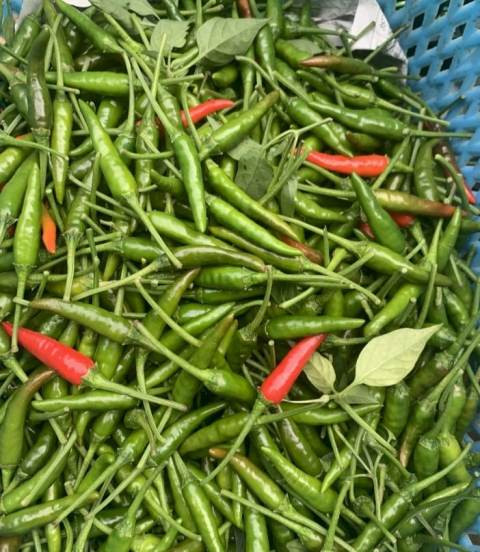 Disprindag Meranti Terus Pantau Kebutuhan Pokok Aman, Cabe Rawit di Meranti Naik Hingga 15 Ribu 