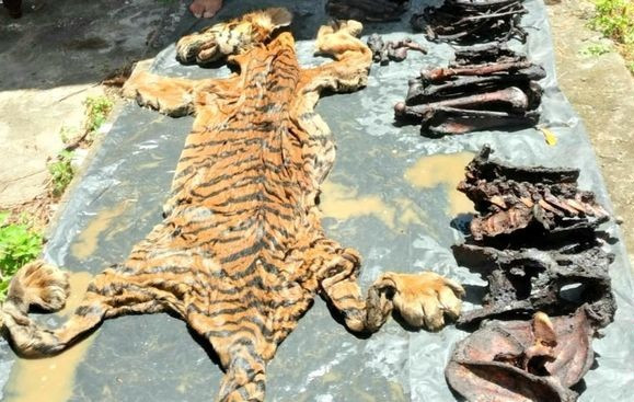 Eks Bupati Bener Meriah Aceh Segera Disidang Kasus Jual Kulit Harimau